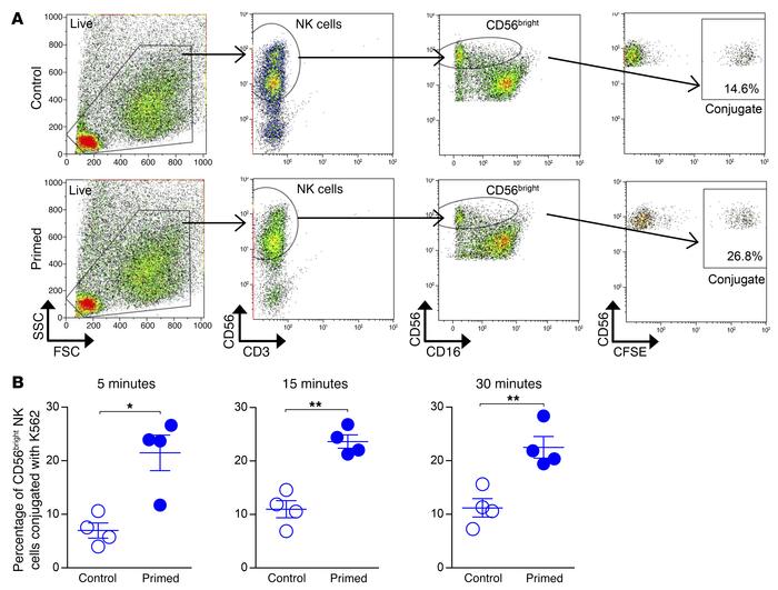 IL-15–primed
                            CD56bright NK cells more effect...