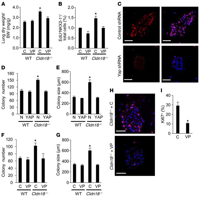 YAP inhibition decreases proliferation and colony-forming efficiency (CF...