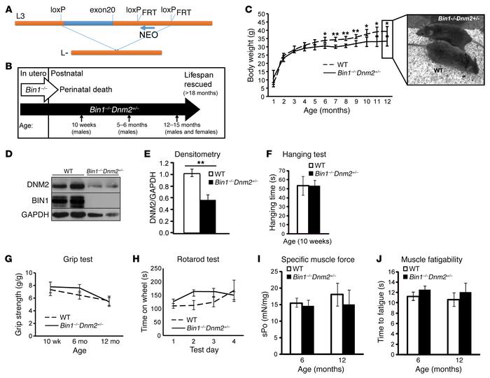 Dnm2 downregulation rescues the neonatal lethality of Bin1–/– mice.
(A) ...