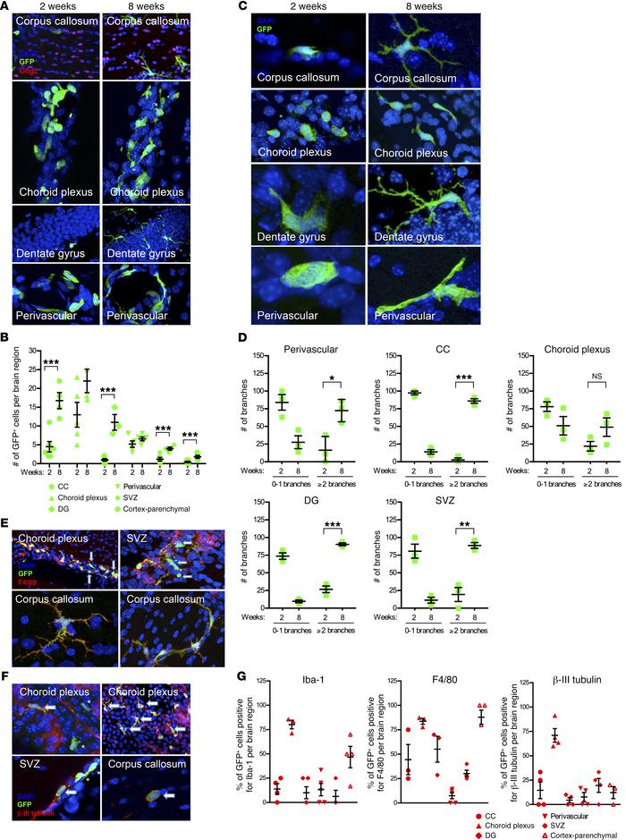 Immunohistochemical assessment of different brain regions from mice tran...