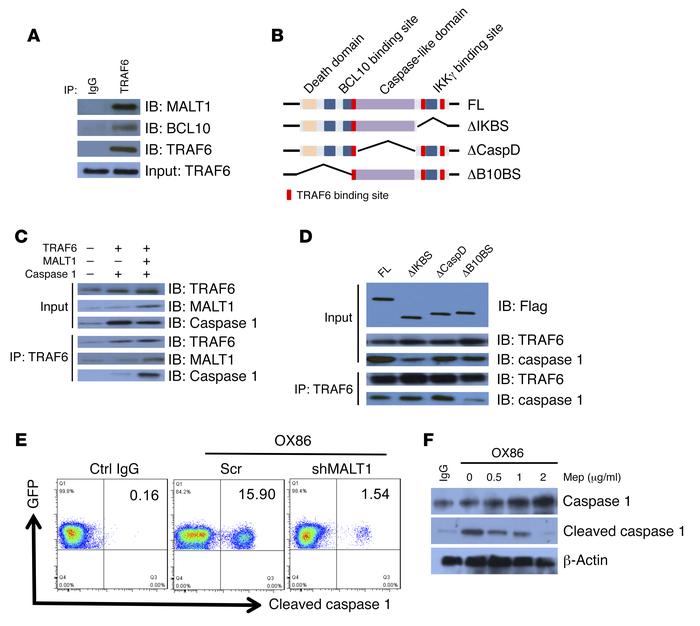 OX40 activates caspase 1 through TRAF6-dependent recruitment of MALT1.
(...