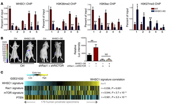 WHSC1 modulates the Rac1 signal to promote PCa metastasis.
(A) ChIP–quan...