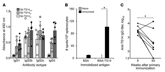 Anti-glycan antibodies undergo class switch and form immunological memor...