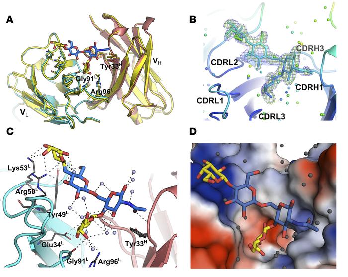 Crystal structure of Fab14.22 in complex with TS14.
(A) Superposition of...