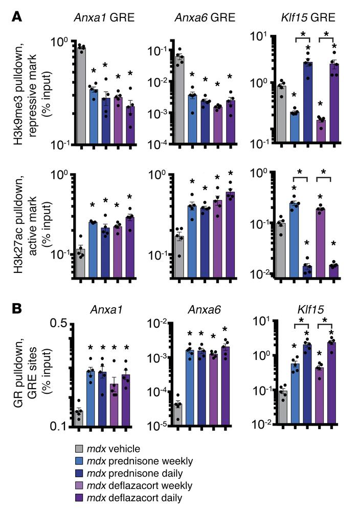 Histone mark enrichment in GRE sites in gastrocnemius myofibers of treat...