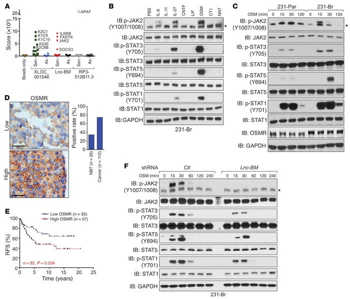 Lnc-BM–mediated signaling pathway triggered by OSM is required for BCBM....