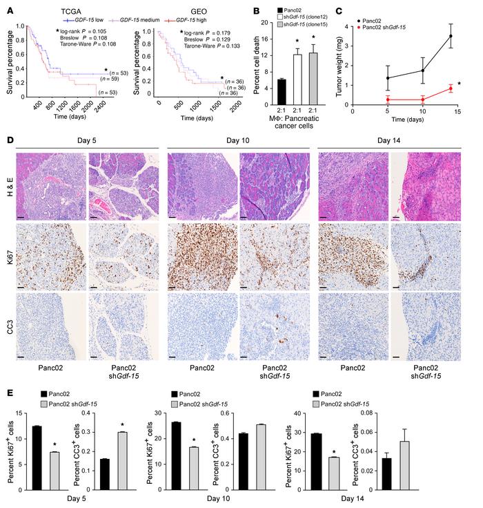 GDF-15 is required for early development of Panc02 tumors.
(A) Kaplan-Me...