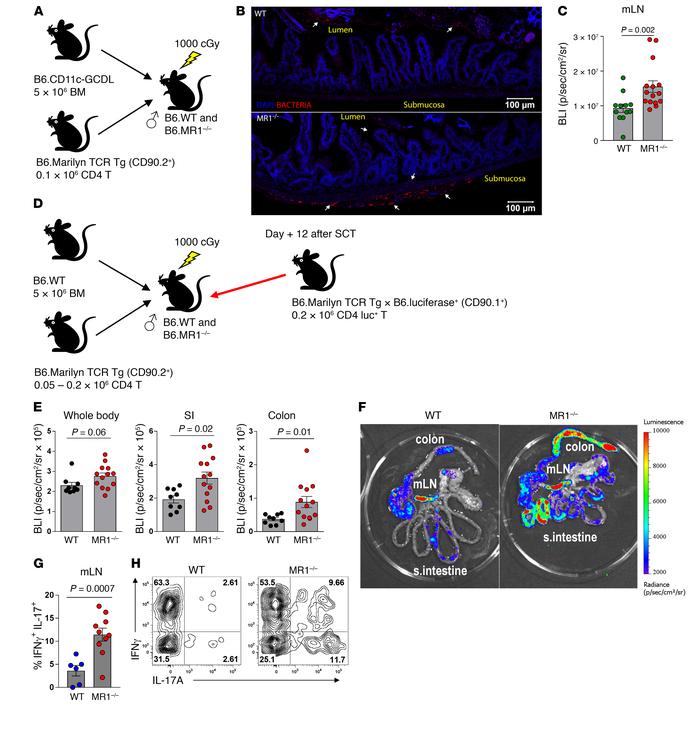 Recipient MAIT cells suppress alloantigen-specific Marilyn TCR Tg effect...