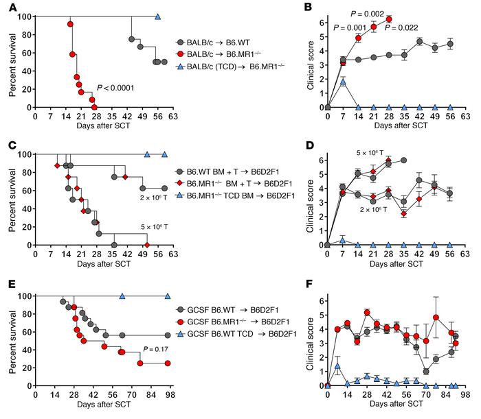 Recipient MAIT cells provide protection from GVHD.
(A and B) G-CSF–mobil...