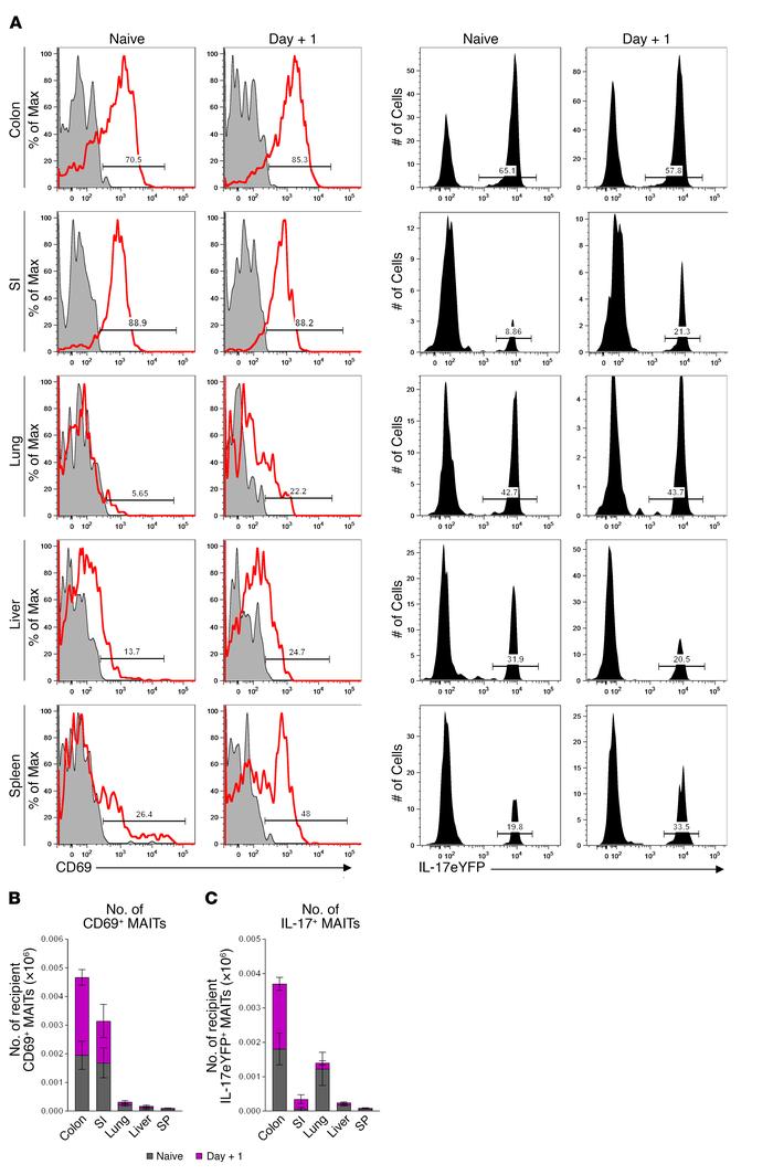 MAIT cells in the GI tract are constitutively activated in steady state ...