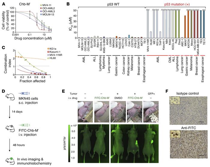 Antitumor activity of Chb-M′ in multiple cancer cell lines.
(A) Dose-res...