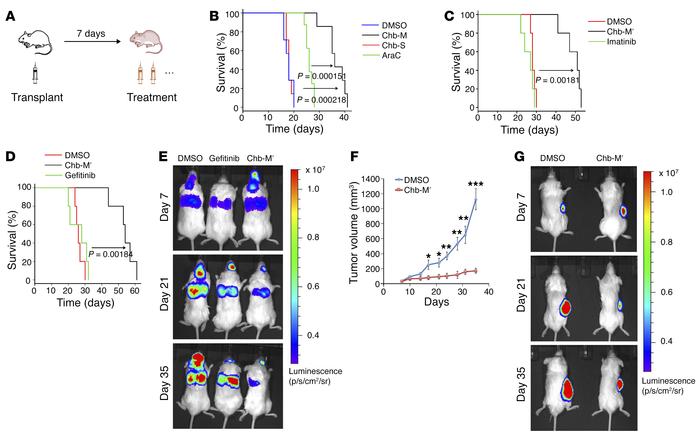 Antitumor activity of Chb-M′ in vivo.
(A) Schematic representation of tr...