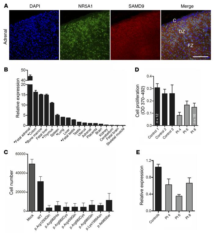 SAMD9 is expressed in key tissues and represses cell growth.
(A) Immunoh...