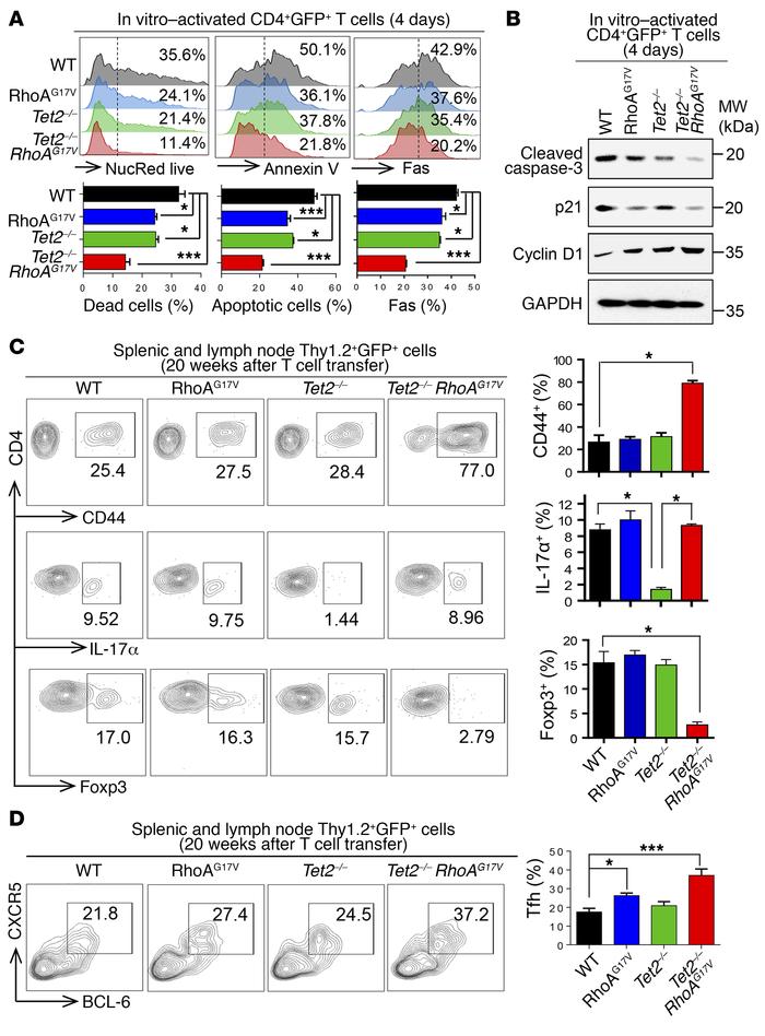 TET2 depletion and RhoAG17V expression suppress cell death and disrupt p...