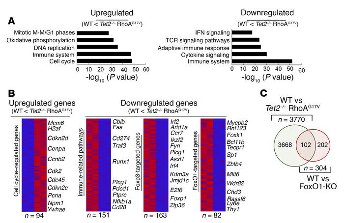 CD4+ T cells with genetic lesions in both TET2 and RhoA (Tet2–/– RhoAG17...