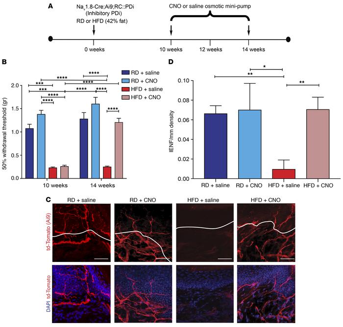 Chemogenetic inhibition of Nav1.8-positive DRG neurons can reverse small...