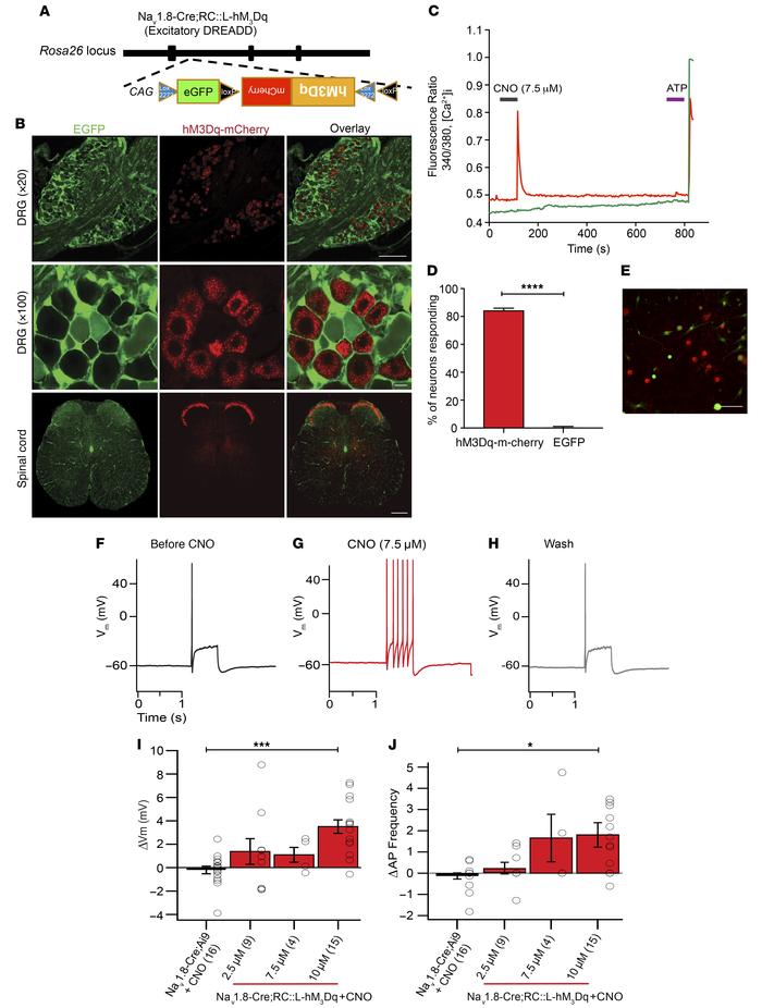 Chemogenetic activation of hM3Dq excitatory DREADD receptors in Nav1.8-p...