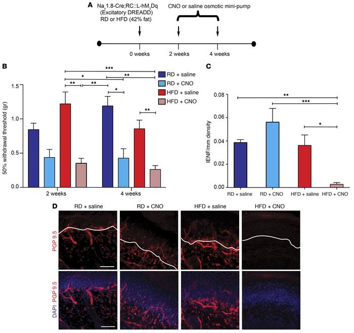 Long-term chemogenetic activation of Nav1.8-positive DRG neurons results...