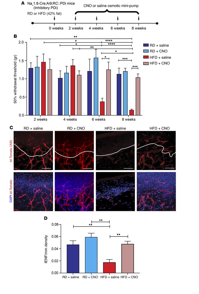 Long-term chemogenetic inhibition of Nav1.8-positive DRG neurons prevent...