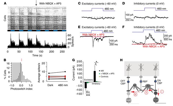 DAD selectively photosensitizes bipolar cells in TKO retinas.
(A) Raster...