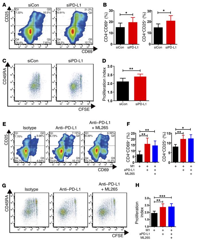 T cell–inhibitory functions of CAD macrophages are mediated by PD-L1.
(A...