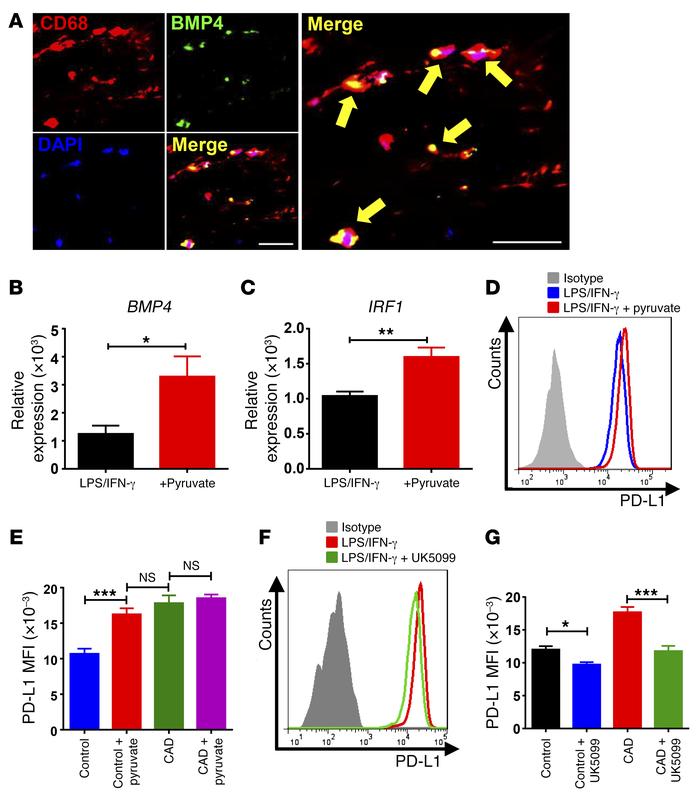 Pyruvate controls PD-L1 expression via the BMP4/IRF1 axis.
(A) Frozen se...