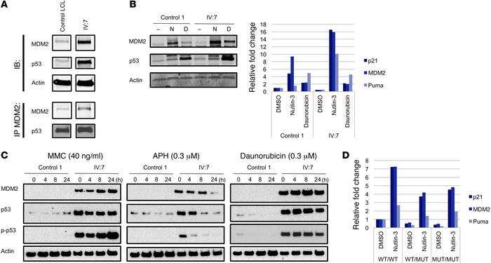 The antiterminating mutation results in abnormal p53 functional response...
