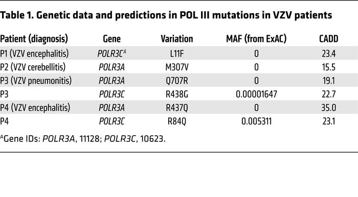 Genetic data and predictions in POL III mutations in VZV patients