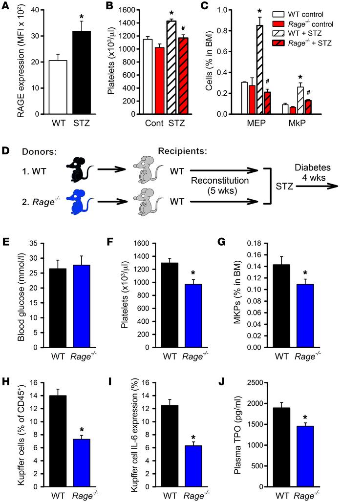 Deletion of Rage protects from thrombocytosis in diabetic mice.
(A) RAGE...