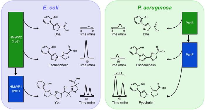 Escherichelin release is suppressed in P. aeruginosa relative to E. coli...