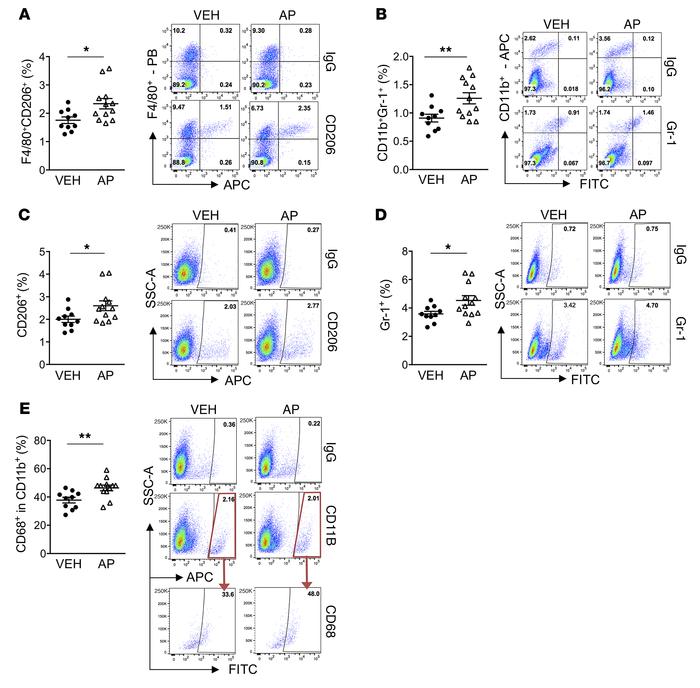 Increased tumor-accelerating myeloid inflammatory cells in AP-treated tu...