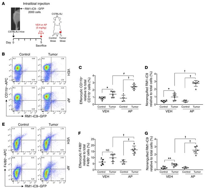 Engulfment of apoptosis-inducible RM1-iC9 cancer cells in the mouse mode...