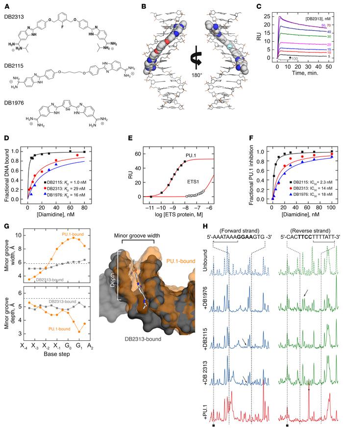 Expanded heterocyclic diamidines target the DNA minor groove and inhibit...