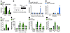 GLI2 binds the Cdk6 promoter to activate gene expression.