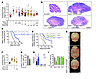 Inhibition of CDK6 attenuates Hh-associated medulloblastoma growth.