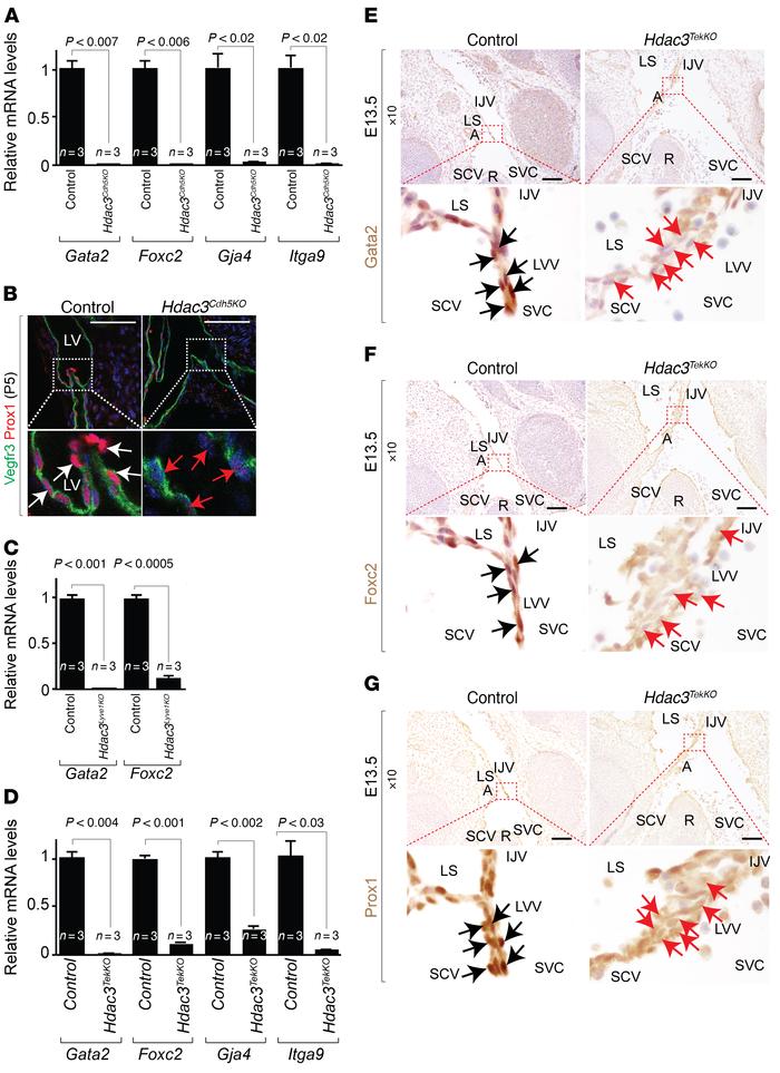 Hdac3 regulates Gata2 and its target gene expression in developing lymph...