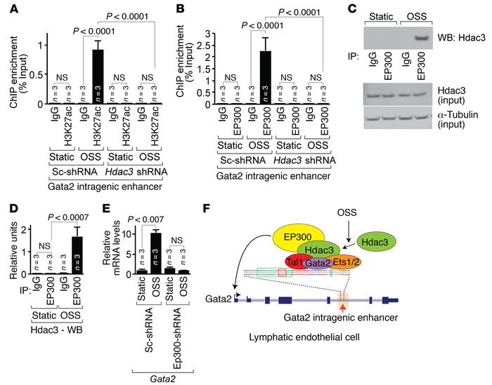 Hdac3 recruits EP300 to the Gata2 intragenic enhancer in response to lym...