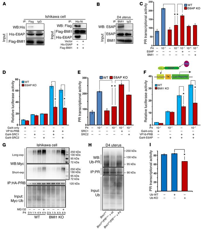 BMI1 ensures normal PR sensitivity via modulating E6AP-mediated PR ubiqu...