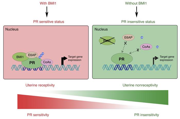 Illustrative working model showing how uterine BMI1 is essential for opt...