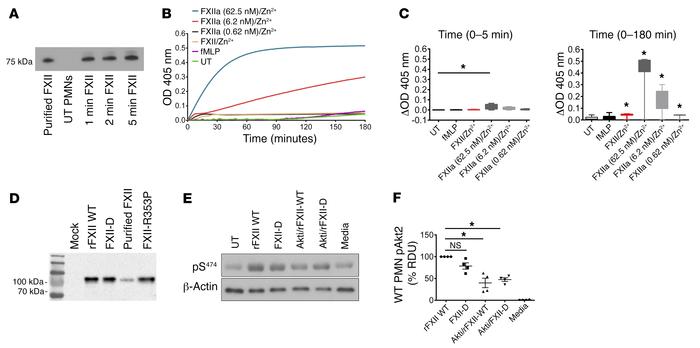 FXII signaling in neutrophils is a zymogen function.
(A) WT neutrophils ...
