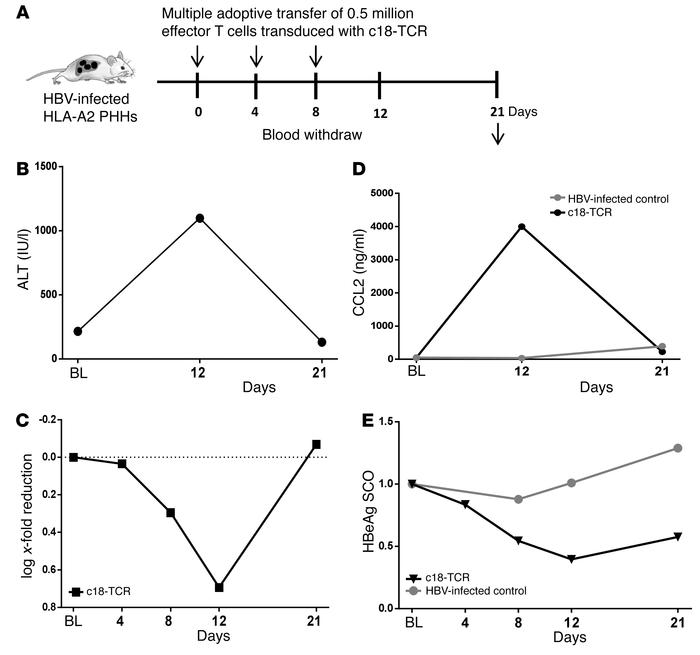 Adoptive transfer of mRNA HBV–specific TCR–electroporated T cells leads ...