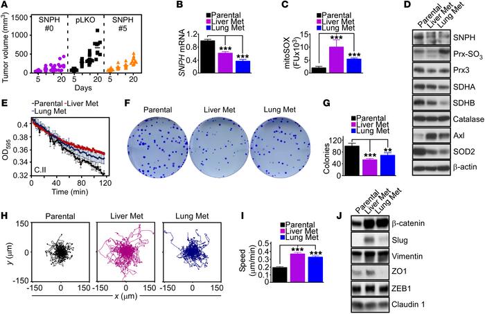 SNPH regulation of cell proliferation-motility in vivo.
(A) PC3 cells tr...