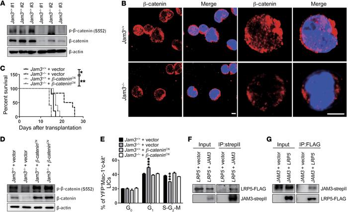 JAM3 collaborates with LRP5 to activate β-catenin/CCND1 signaling.
(A) P...