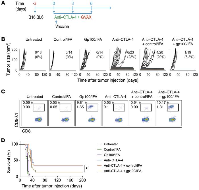 Anti–CTLA-4 therapeutic activity is impaired by the addition of gp100/IF...