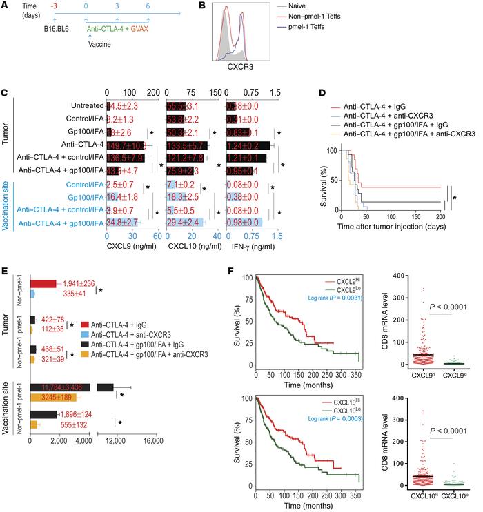 CXCR3 is required for CD8+ Teff localization to tumor.
(A) Experimental ...