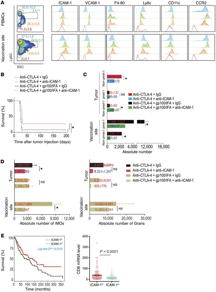 CD8+ Teff accumulation at vaccination and tumor sites is dependent on LF...