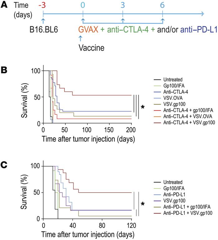 Nonpersistent viral vaccine synergizes with therapeutic CTLA-4 and PD-L1...