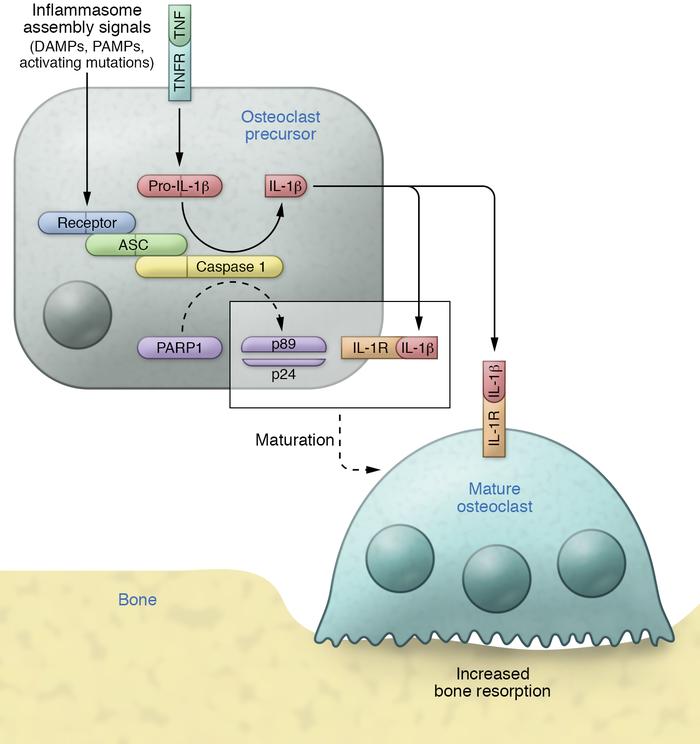 The inflammasomes in osteolysis.
Cytokines such as TNF induce the expres...
