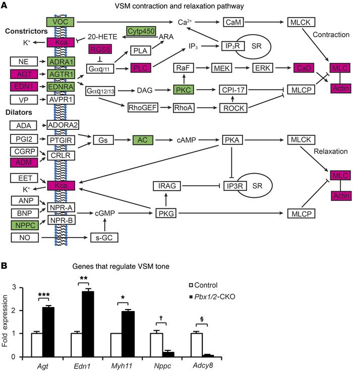 
Pbx1/2 deletion affects multiple genes that control VSM contraction and...