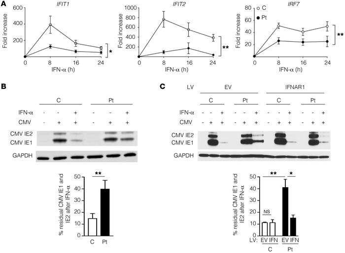 IFNAR1*557next*46 demonstrates impaired induction of ISGs and inhibition...